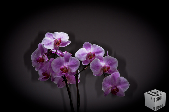 mehr Makrobilder und ein Winkelsucher-Test gibt's hier: http://stefanuhlmannphotography.blogspot.com/2011/12/orchideenmakros-test-nikon-dr-6.html
