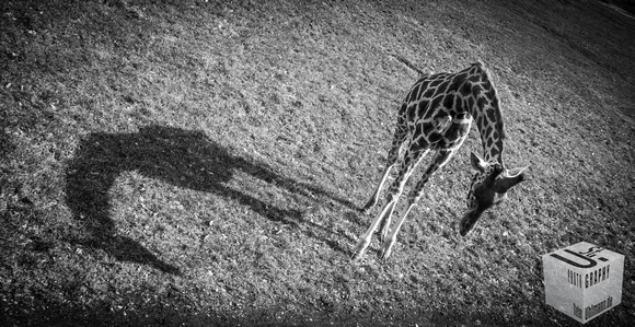 sad giraffe